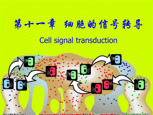 激活蛋白激酶A的活性环腺苷酸磷酸二酯酶课件.ppt