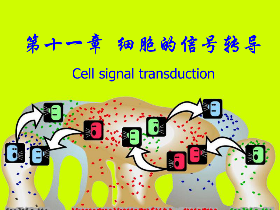 激活蛋白激酶A的活性环腺苷酸磷酸二酯酶课件.ppt_第1页