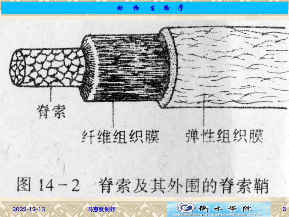 普通动物学-3-5-1-2脊索动物门-圆口纲课件.ppt_第3页