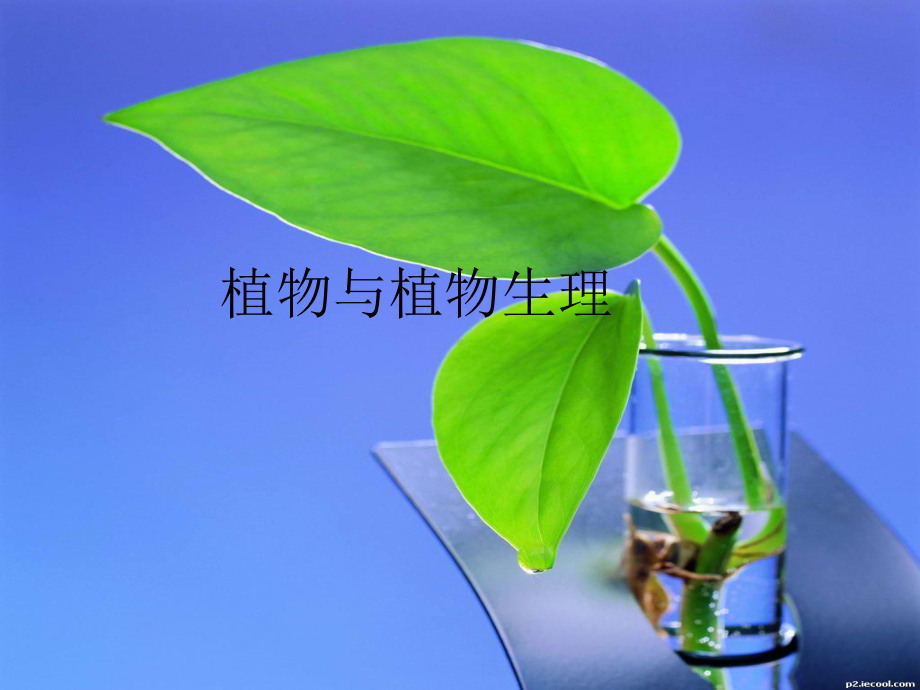 植物与植物生理课件-植物细胞和组织.ppt_第1页