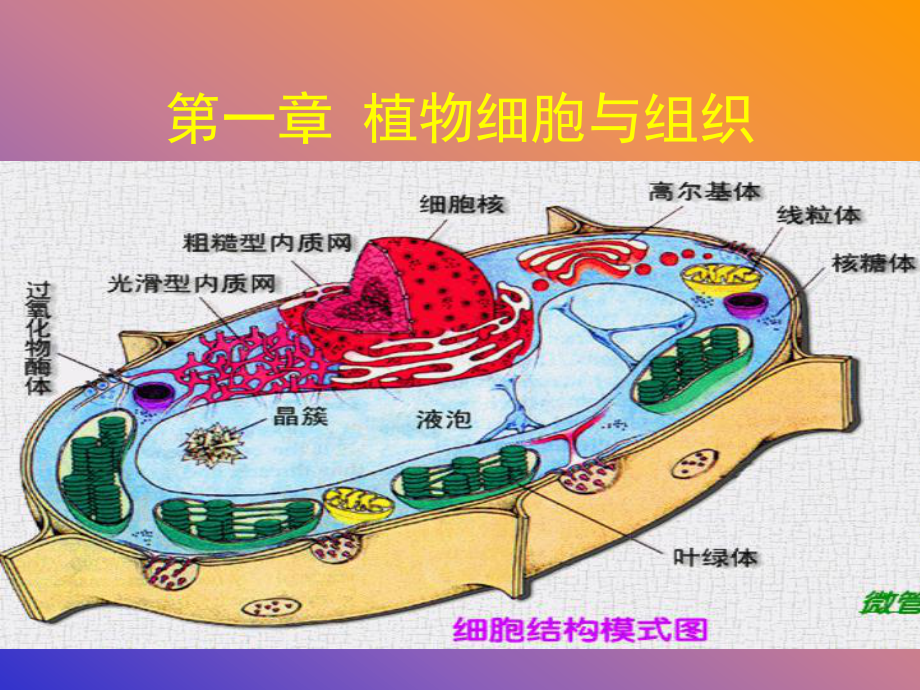 植物与植物生理课件-植物细胞和组织.ppt_第2页