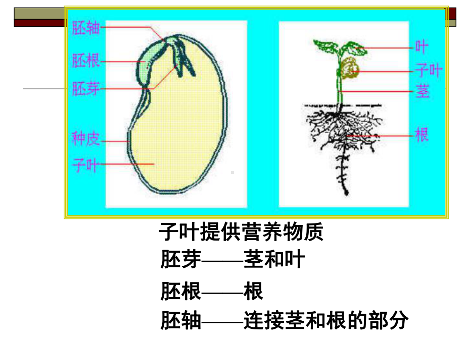 第一章-粮油食品原料课件.ppt_第3页