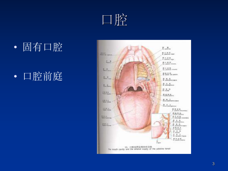 口腔颌面部解剖学课件.ppt_第3页