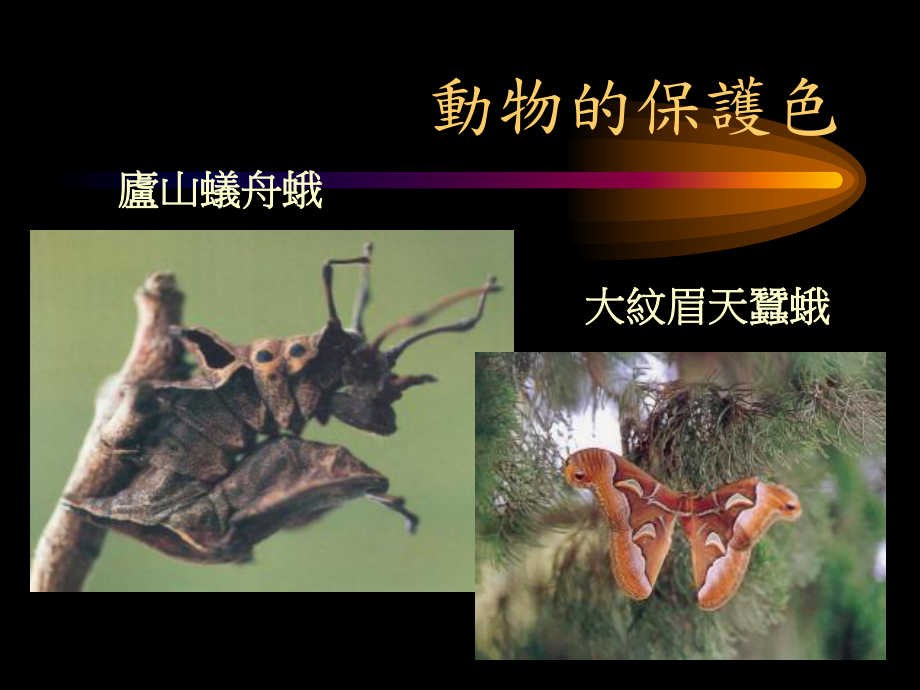 动物的保护色课件.ppt_第3页