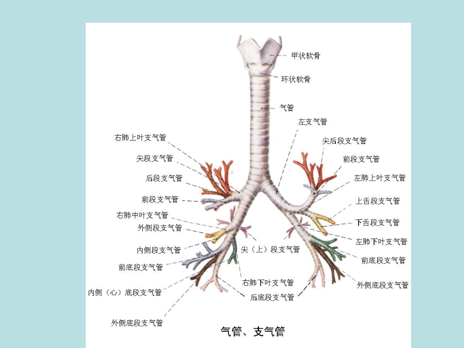 支气管扩张影像学表现课件.ppt_第3页