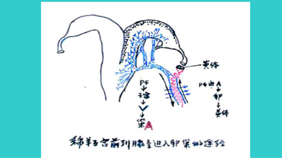 动物胚胎植入课件.pptx_第3页