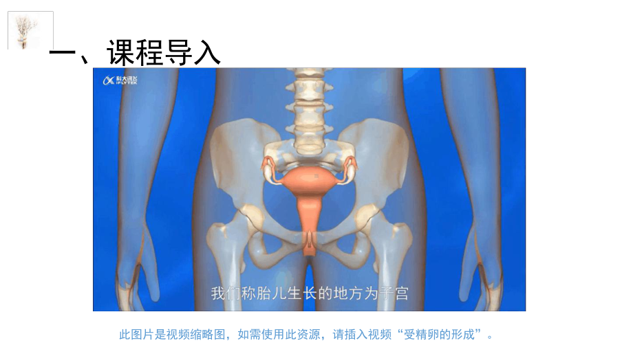 七年级下册科学课件-11新生命的诞生浙教版.ppt_第2页