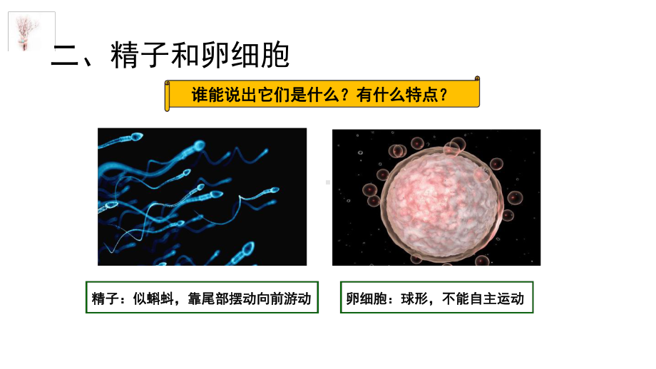 七年级下册科学课件-11新生命的诞生浙教版.ppt_第3页