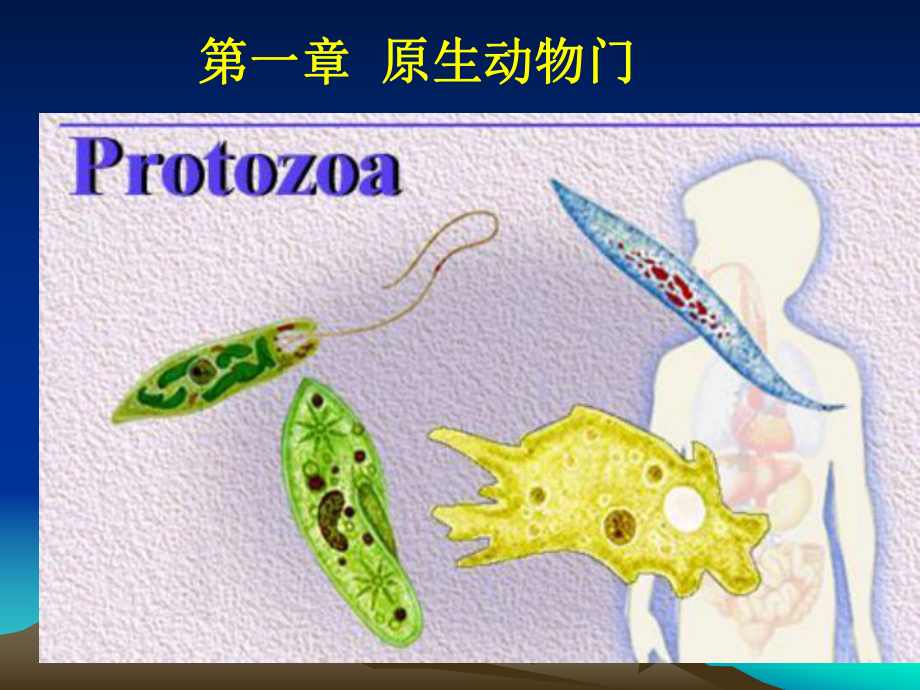 第一章原生动物门Protozoa原生动物门的主要名师编辑课件.ppt_第1页