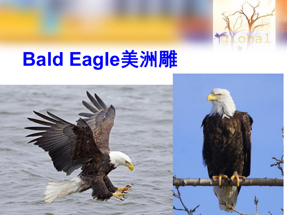 外研版高中英语Book5-Module6-Period3-Listening课件.ppt（纯ppt,可能不含音视频素材）_第2页