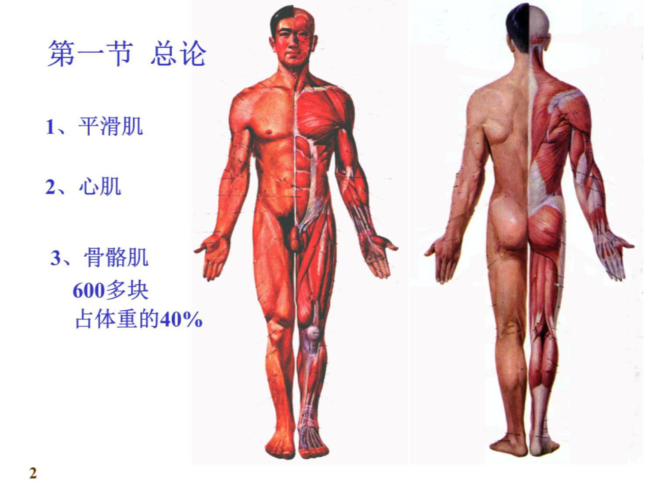 第三讲：肌学-课件.ppt_第2页