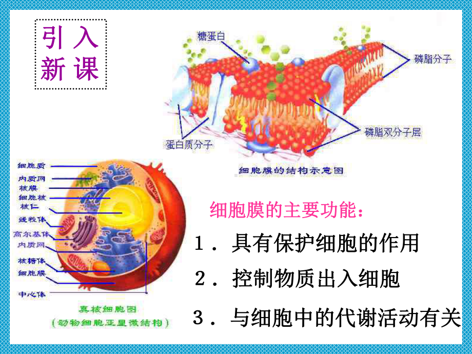 细胞膜的结构和功能全国生物教师素养大赛一等奖课件.ppt_第3页