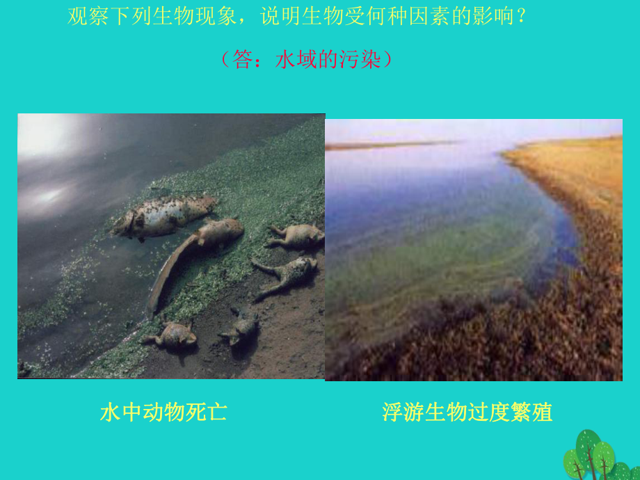 七年级生物上册第一章第二节生物与环境的相互影响课件北师大版.ppt_第3页