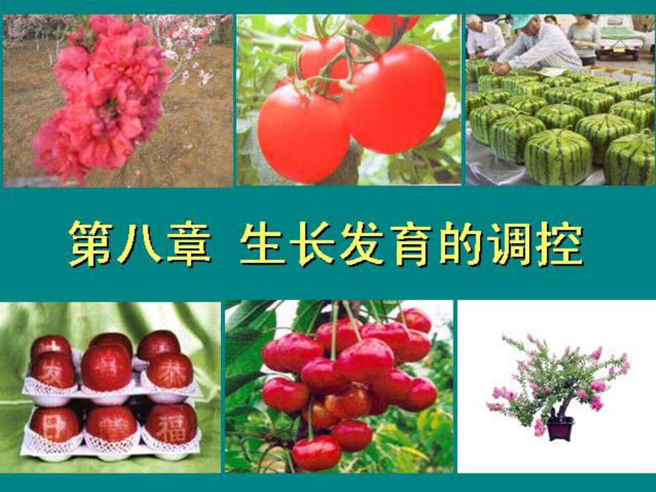 第八章-花果管理课件.ppt_第1页