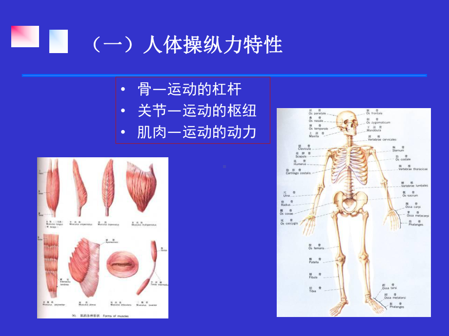 第三章第三节人体生物力学特性=安全人机工程学=湖南工学院课件.ppt_第3页