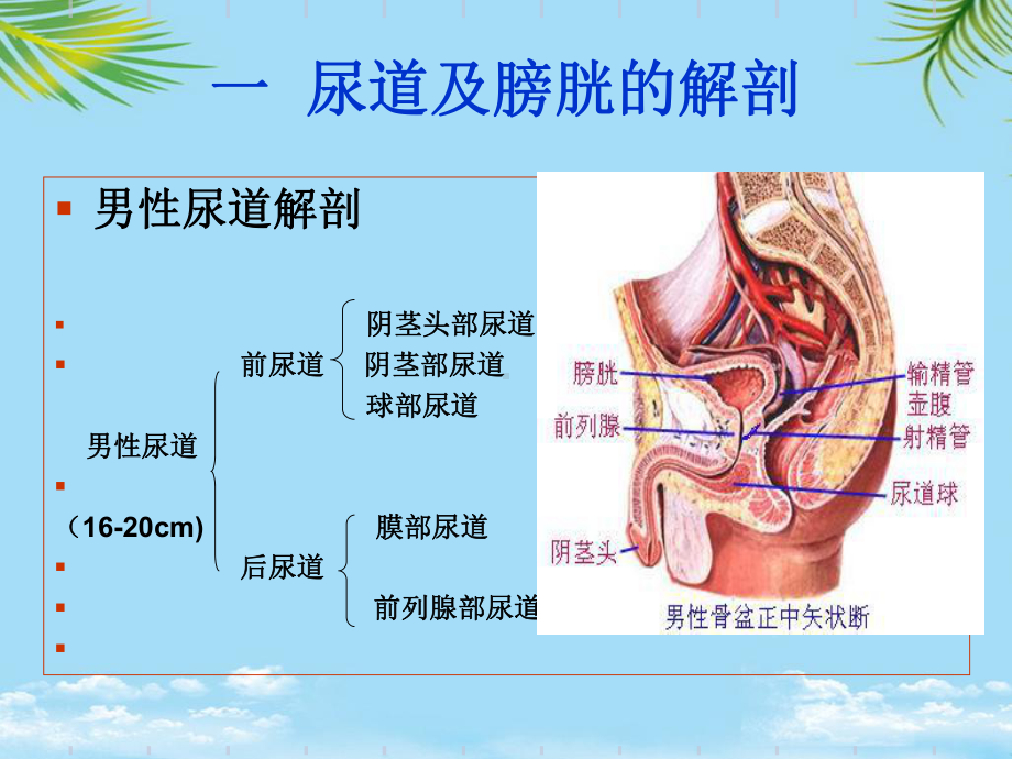 （精）导尿术操作并发症课件.ppt_第3页