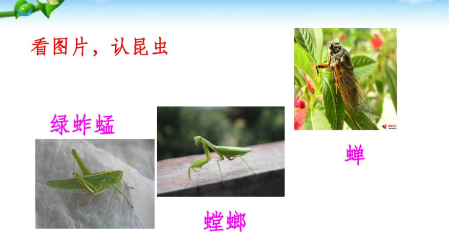 《昆虫记》读书分享会课件.ppt_第2页