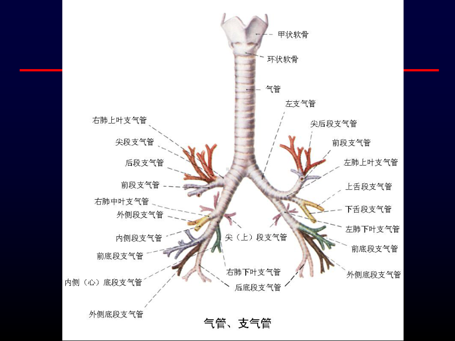 支气管镜和CT定位课件.ppt_第2页