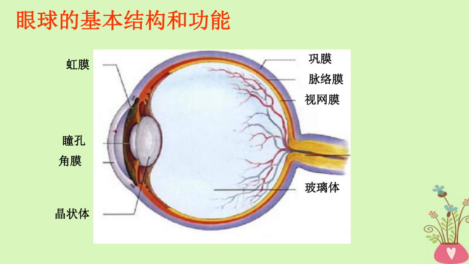 七年级生物下册人教版人体对外界环境的感知课件.ppt_第2页