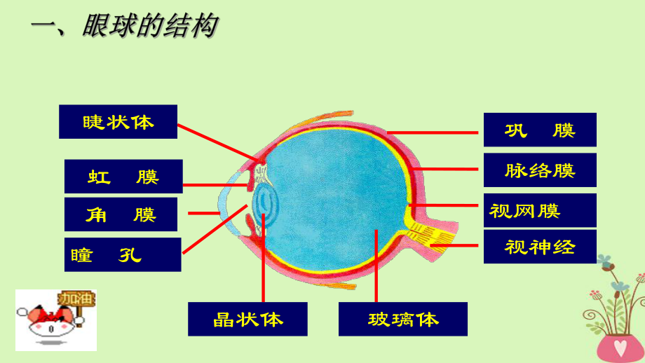 七年级生物下册人教版人体对外界环境的感知课件.ppt_第3页