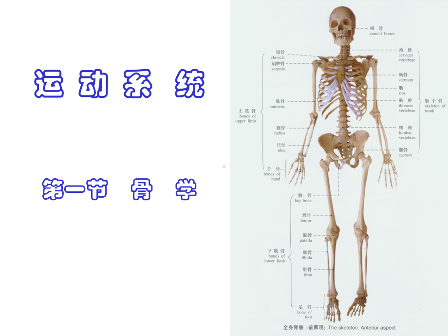 正常人体结构-骨课件.ppt_第1页