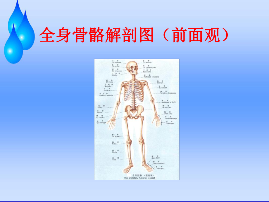 股骨头缺血性坏死护理查房研究课件.ppt_第2页