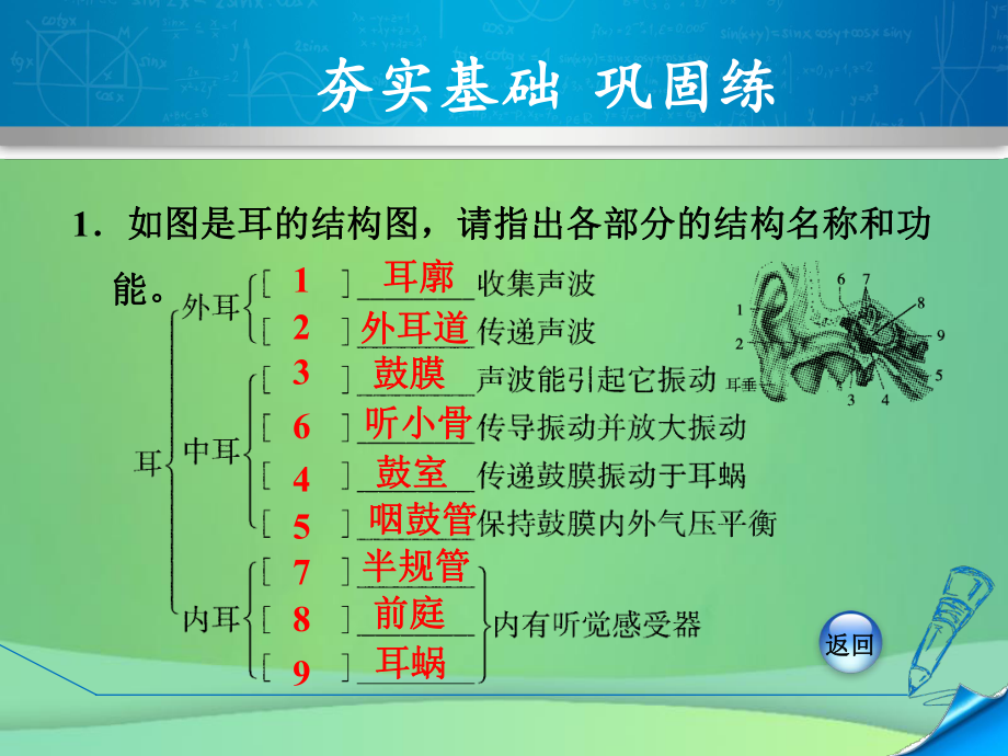 七年级科学下册第2章对环境的察觉23耳和听觉231耳的结构与听觉的形成习题课件新浙教.ppt_第3页