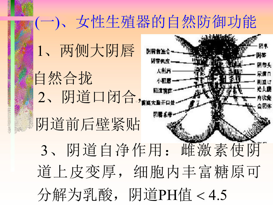 女性生殖器炎症课件.ppt_第2页