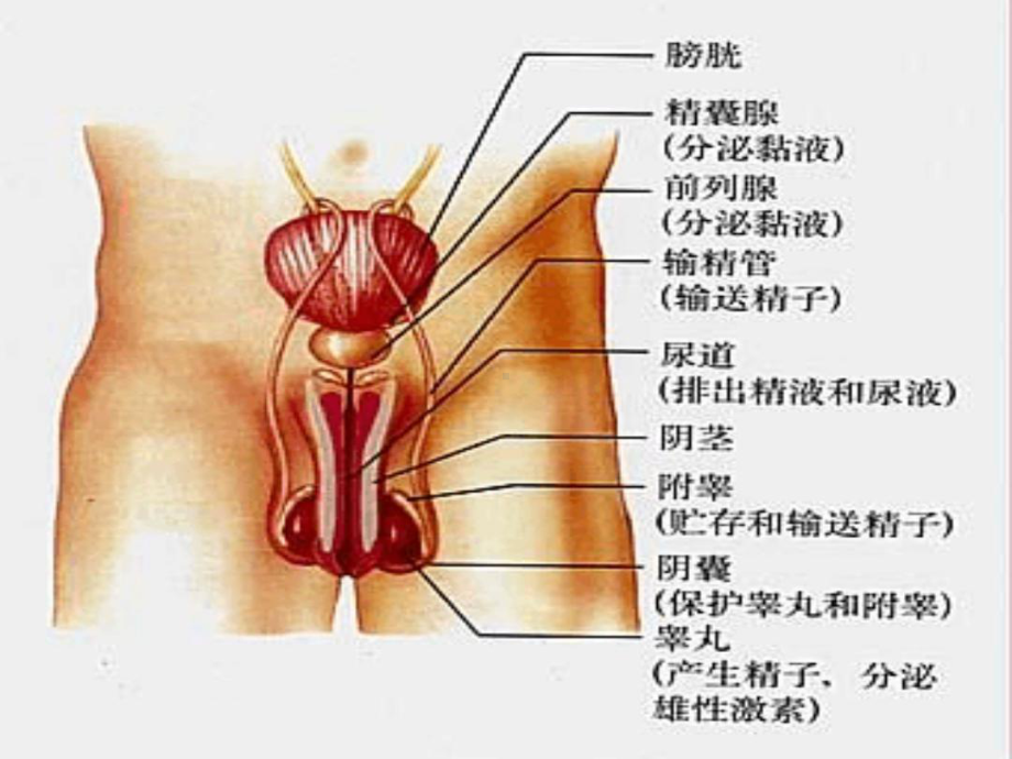 七年级下册生物课件-412人的生殖课件4人教版.ppt_第3页