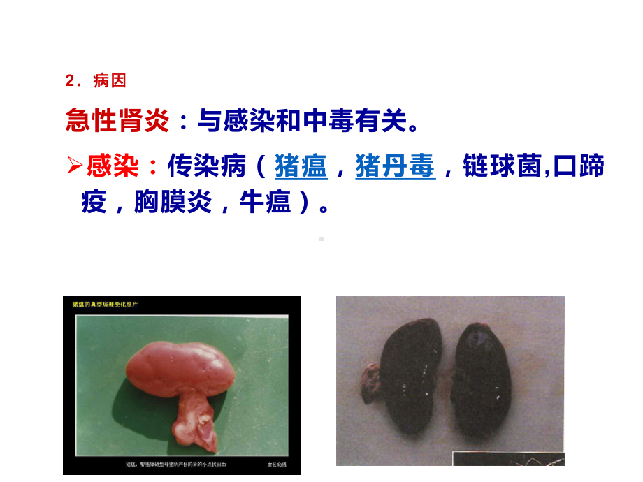 兽医内科学-肾脏疾病课件.pptx_第3页