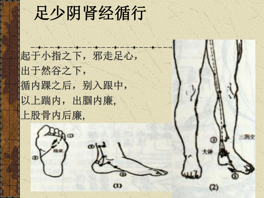 经络腧穴学课件-足少阴肾经.ppt_第3页