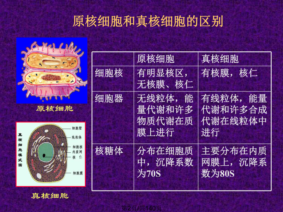 微生物细胞结构与功能课件.pptx_第2页