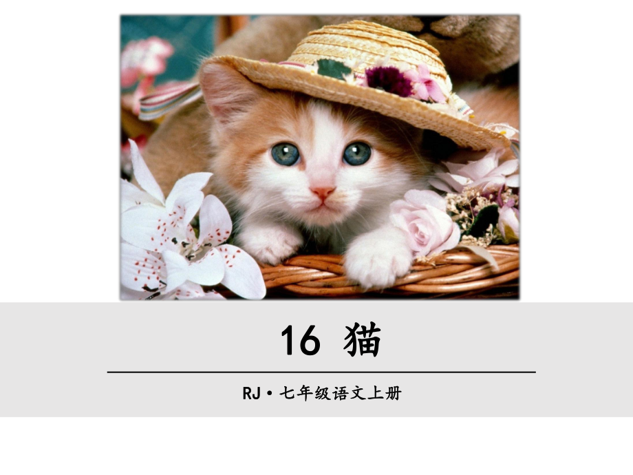 部编版七年级语文上册课件16 猫.ppt_第1页