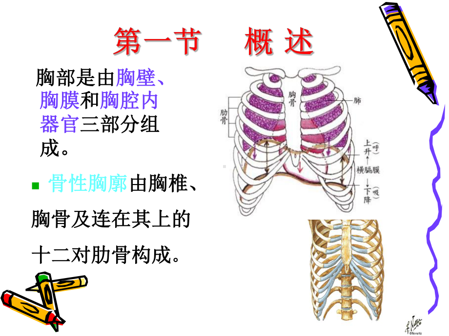 气胸、血胸病人的护理课件.ppt_第1页