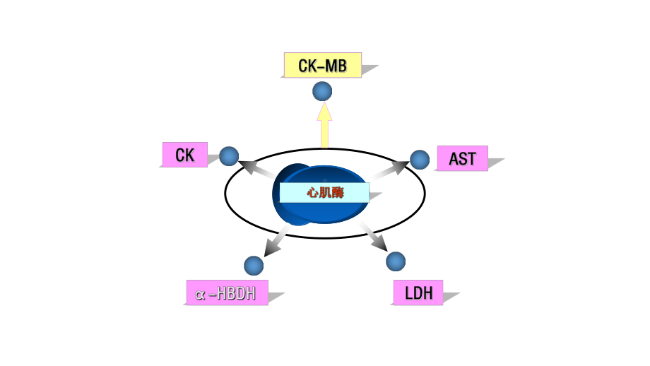 心肌酶谱检测及意义资料讲解课件.ppt_第3页