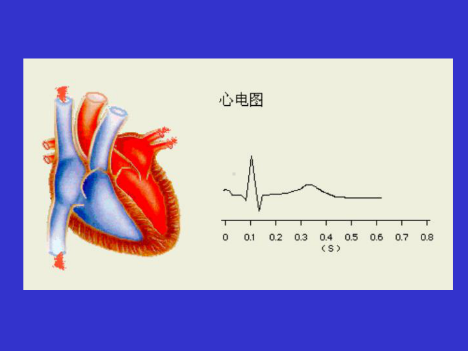 细胞(二)细胞的电活动-课件.ppt_第3页