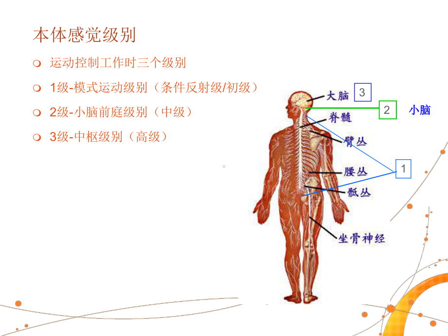 平衡评定训练系统临床应用课件.ppt_第3页