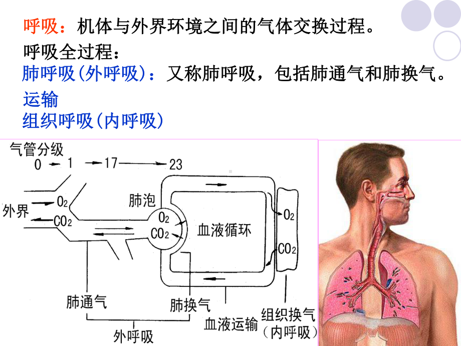 第七章呼吸系统疾病体育康复课件.ppt_第2页