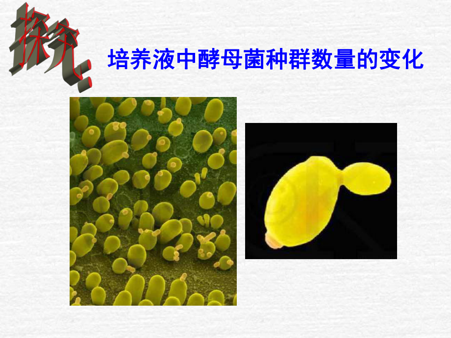 探究培养液中酵母菌种群数量的变化课件.ppt_第1页