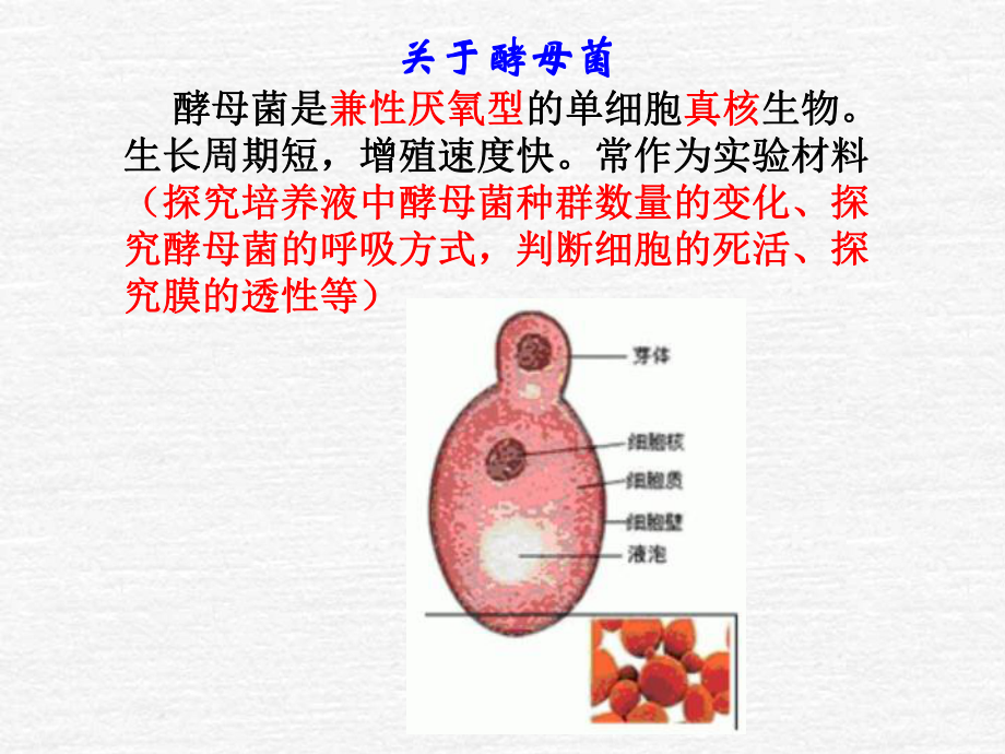 探究培养液中酵母菌种群数量的变化课件.ppt_第2页