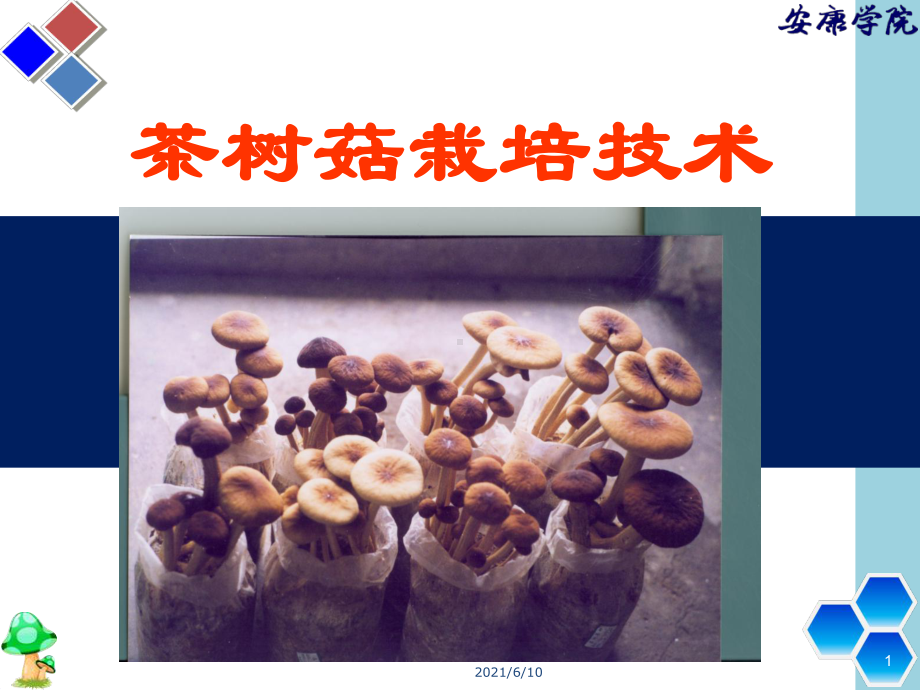 《茶树菇栽培技术》课件.ppt_第1页