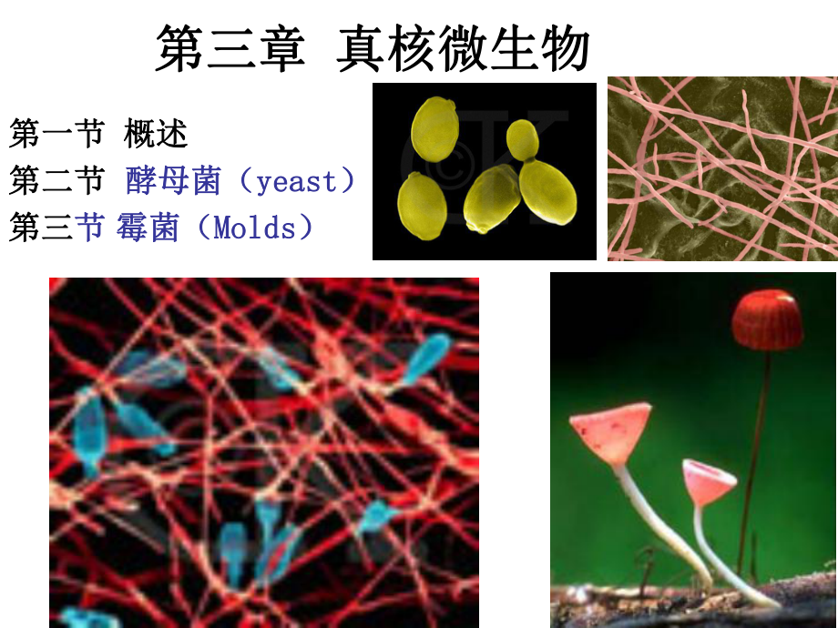 微生物学周德庆真核生物课件.pptx_第1页