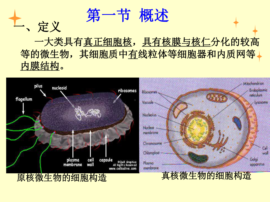 微生物学周德庆真核生物课件.pptx_第2页