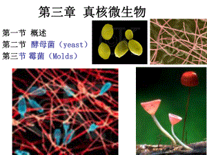 微生物学周德庆真核生物课件.pptx