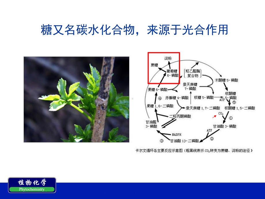 第三章-糖苷类化合物课件.ppt_第2页