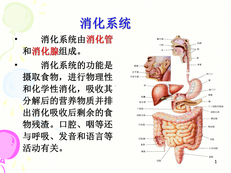 消化系统解剖学习课件.ppt_第1页