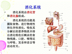 消化系统解剖学习课件.ppt