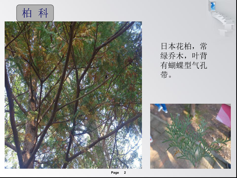 植物辨认(常见树木图片)课件.ppt_第2页