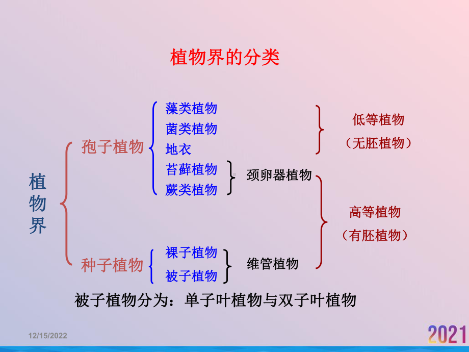 生药学藻菌蕨类裸子植物类生药2021推荐课件.ppt_第2页