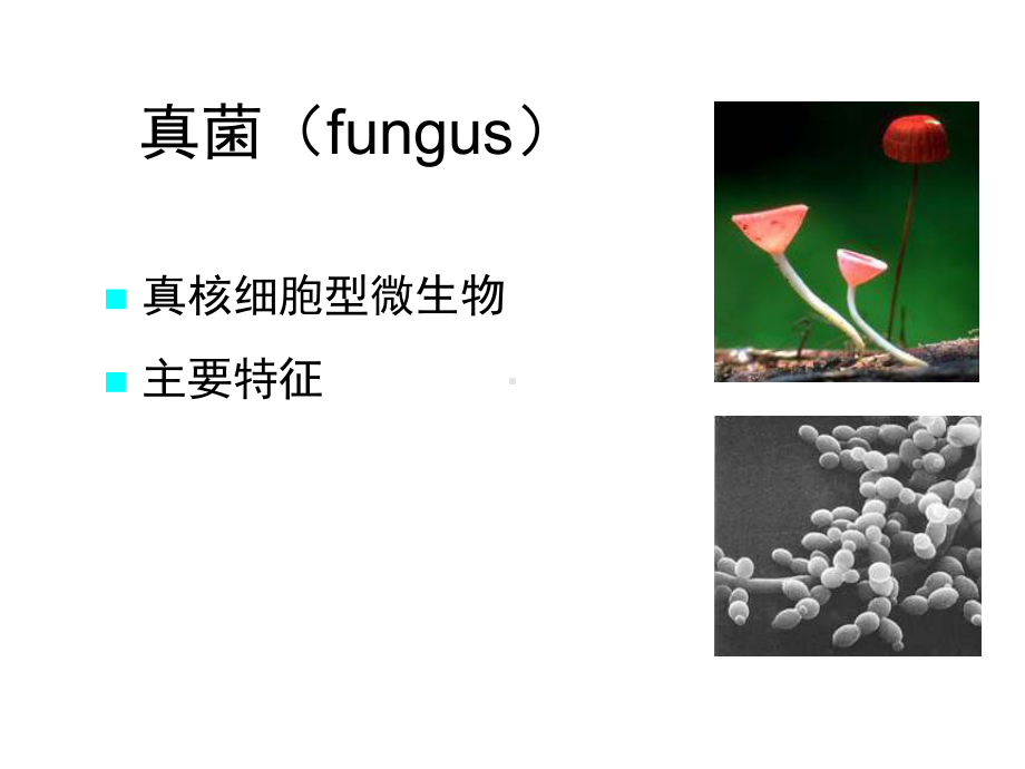 微生物学真菌概述课件.pptx_第3页